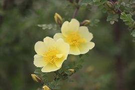 迷人的刺,探寻“迷人的刺”背后的故事