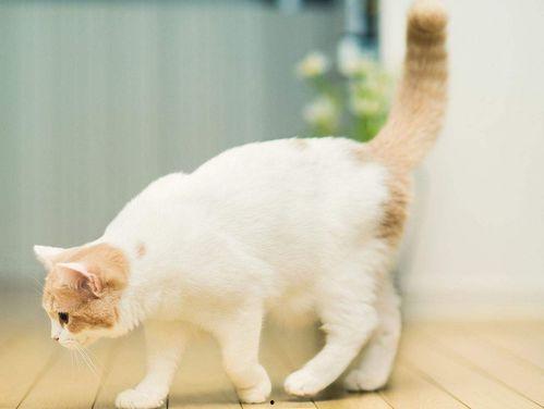 娱乐吃瓜酱猫糊糊,揭秘“酱猫糊糊”背后的故事