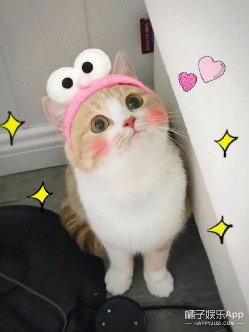 娱乐吃瓜酱猫糊糊,揭秘“酱猫糊糊”背后的故事